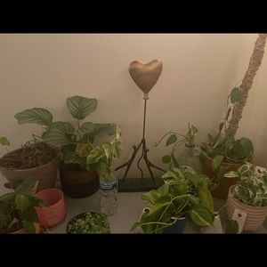 MYSTERY plant cuttings